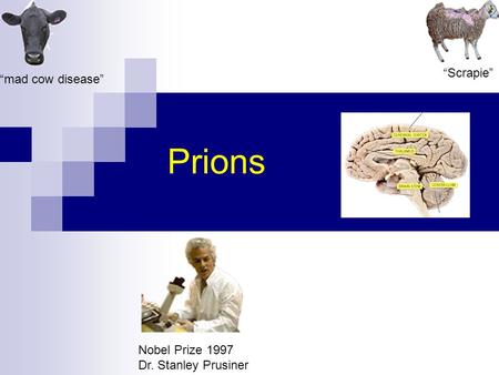 Prions “Scrapie” “mad cow disease” Nobel Prize 1997