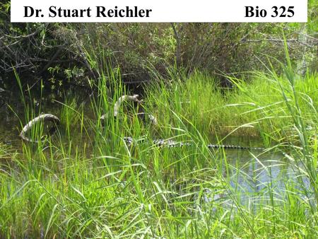 Dr. Stuart Reichler Bio 325. Sample Exam Questions: Some organisms have much more DNA than humans do. Does this mean that they can make a greater diversity.