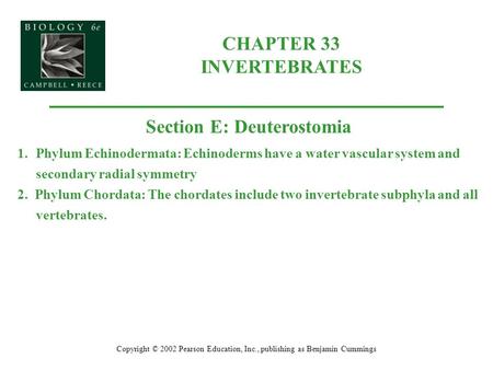 CHAPTER 33 INVERTEBRATES Copyright © 2002 Pearson Education, Inc., publishing as Benjamin Cummings Section E: Deuterostomia 1.Phylum Echinodermata: Echinoderms.