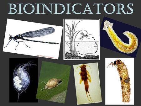 BIOINDICATORS.