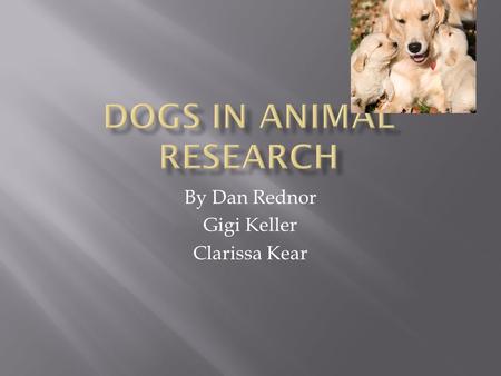 By Dan Rednor Gigi Keller Clarissa Kear.  Heart surgery techniques were tested on dogs before operating on humans  Procedures for treating Emphysema.