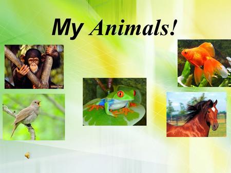 My Animals! Drinks – напої Food – їжа burgers chips sandwiches pizza milk juice orange bananas ice cream chocolate apples.