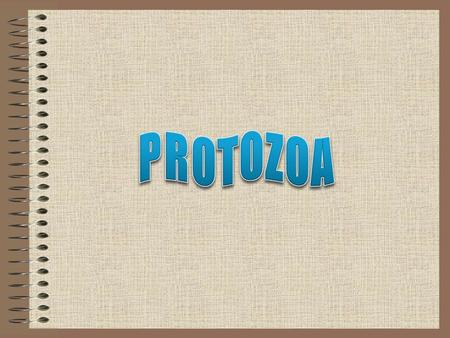 PROTOZOA.