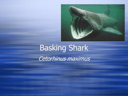 Basking Shark Cetorhinus maximus.