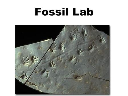 Fossil Lab. Hypothesis Question: –What do these different ‘rocks’ that are millions of years old tell us about the history of life on Earth? Answer: CHANGES.