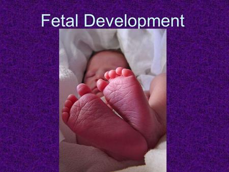 Fetal Development.