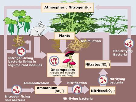 INTRODUCTION Nitrogen is an element that is found in both the living portion of our planet and the inorganic parts of the Earth system. It is essential.