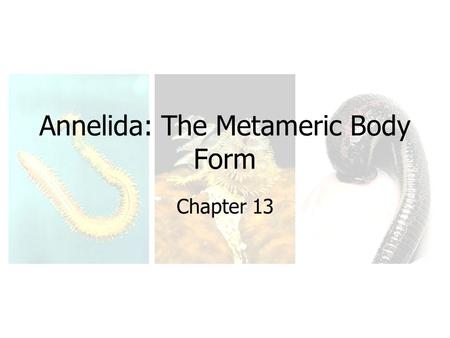 Annelida: The Metameric Body Form