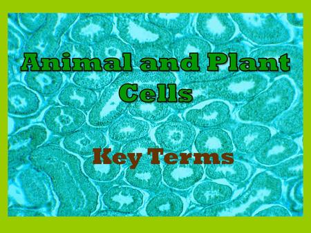 Key Terms. cell The basic unit of all living things. Carries out all of the activities in a living thing.