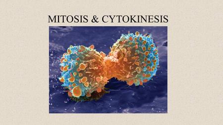 MITOSIS & CYTOKINESIS. A genome –Is the complete set of an organism’s genes –Is located mainly on DNA in the cell’s nucleus NAMES FOR DNA in different.