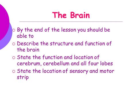 The Brain  By the end of the lesson you should be able to  Describe the structure and function of the brain  State the function and location of cerebrum,