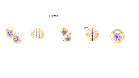 Skip this. Practice! telophasemetaphaseprophaseanaphase You already know most of meiosis! Ta-da!