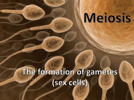 Some Vocab Diploid (2n): two sets of chromosomes – You are diploid ( 46 chromosomes) 1 set from mom 1 set from dad Haploid (n): one set of chromosomes.