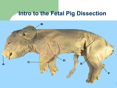 Intro to the Fetal Pig Dissection