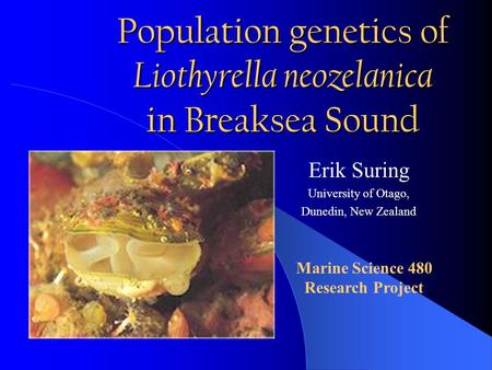 Population genetics of Liothyrella neozelanica in Breaksea Sound Erik Suring University of Otago, Dunedin, New Zealand Marine Science 480 Research Project.