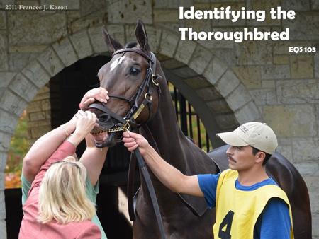 Identifying the Thoroughbred