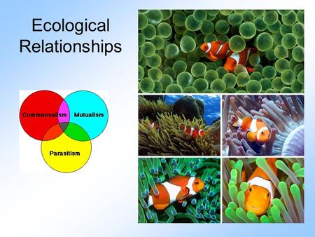 Ecological Relationships