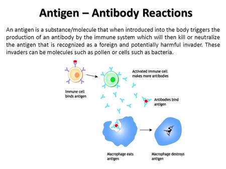 Antigen – Antibody Reactions