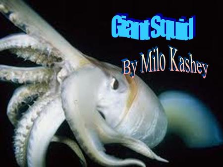 Giant Squid By Milo Kashey