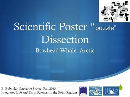  Scientific Poster “ puzzle” Dissection Bowhead Whale- Arctic E. Eubanks- Capstone Project Fall 2013 Integrated Life and Earth Sciences in the Polar Regions.