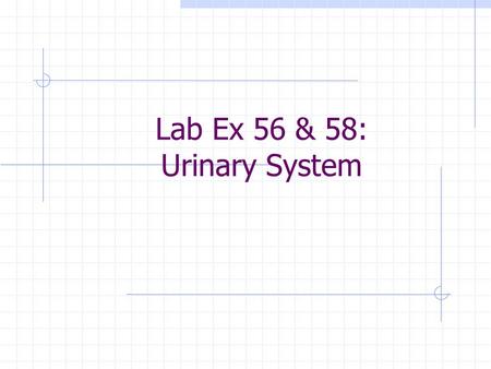 Lab Ex 56 & 58: Urinary System. KIDNEY Renal capsule.