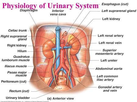 Physiology of Urinary System