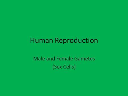 Male and Female Gametes (Sex Cells)