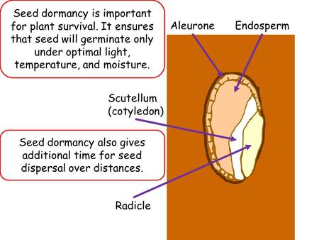 Seed dormancy is important for plant survival