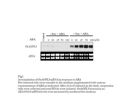 0 10 25 50 100 + Suc + ABA - Suc + ABA ABA (  M) OsAGPL3 rRNA Control 0 10 25 50 100 Fig1. Accumulation of OsAGPL3 mRNA in response to ABA Pre-cultured.