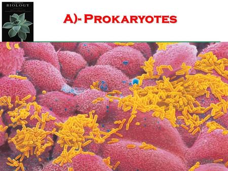 A)- Prokaryotes.