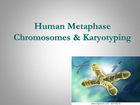 Human Metaphase Chromosomes & Karyotyping