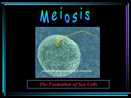 The Formation of Sex Cells You simply cannot combine an egg and sperm if they contain the normal number of chromosomes! The chromosome # must be reduced.