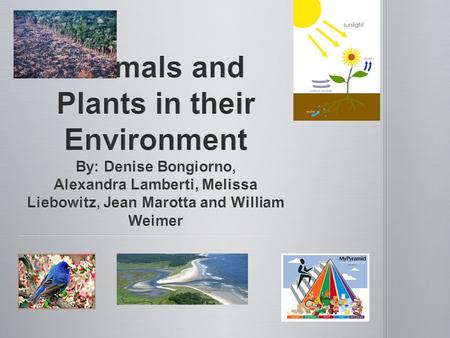 Primary objective: Students will explore how plants manufacture food by utilizing air, water, and energy from the sun. Primary objective: Students will.