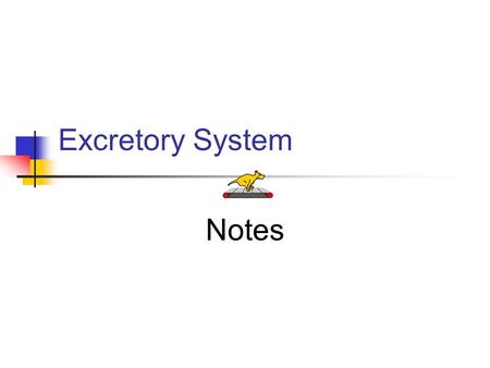 Excretory System Notes. Functions 1. Collect water and filter body fluids. 2. Remove and concentrate waste products from body fluids and return other.