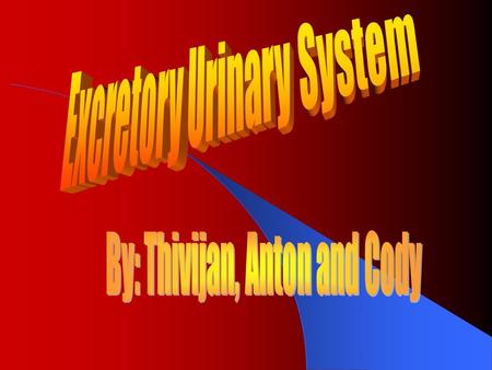 Functions of the urinary system. Collect water and filters body fluids. Removes and concentrates waste products from body. Eliminates excretory products.