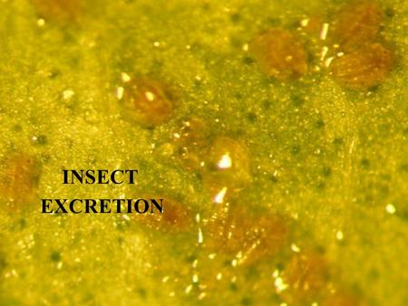 INSECT EXCRETION.