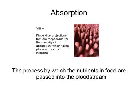 Absorption The process by which the nutrients in food are passed into the bloodstream Villi – Finger-like projections that are responsible for the majority.