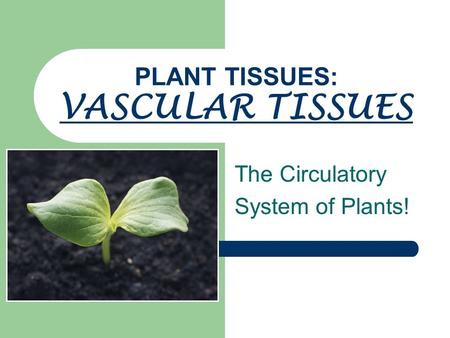 PLANT TISSUES: VASCULAR TISSUES