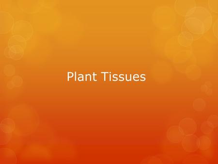 Plant Tissues.