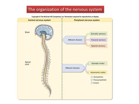 The organization of the nervous system. Structure of the human cerebral cortex.