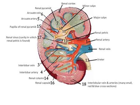 Renal cortex Minor calyx Renal pyramid Arcuate vein Major calyx