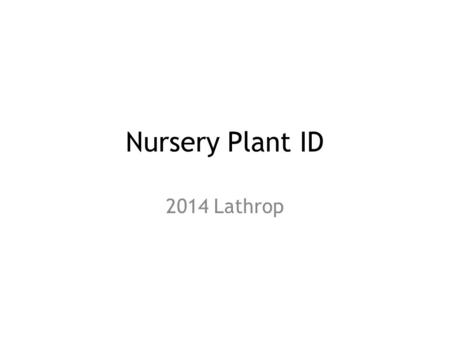 Nursery Plant ID 2014 Lathrop. Columbine Norway Spruce.