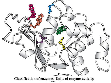 Classification of enzymes. Units of enzyme activity.