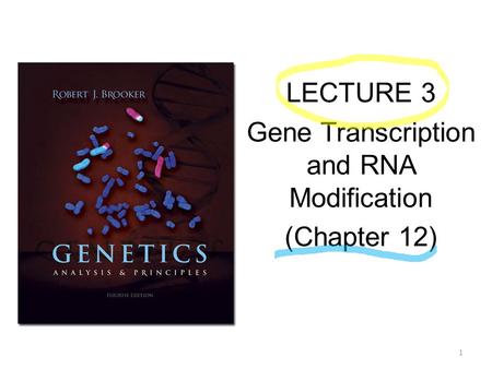 LECTURE 3 Gene Transcription and RNA Modification (Chapter 12)