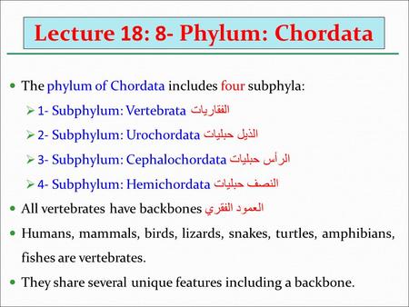 Lecture 18: 8- Phylum: Chordata