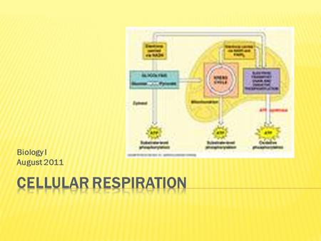 Biology I August 2011.  the process in which glucose is broken down to produce ATP (energy)  Performed by ALL cells (plant, animal, bacteria)  Two.