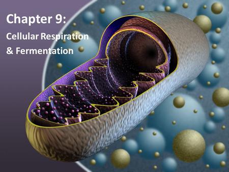 Chapter 9: Cellular Respiration & Fermentation. ATP & Energy I.Structure of ATP A.ATP (Adenosine Triphosphate) – shuttles energy for cells B.ATP is composed.