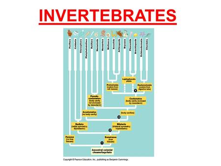 INVERTEBRATES.