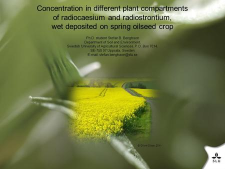 Concentration in different plant compartments of radiocaesium and radiostrontium, wet deposited on spring oilseed crop Ph.D. student Stefan B. Bengtsson.