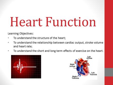 Heart Function Learning Objectives: